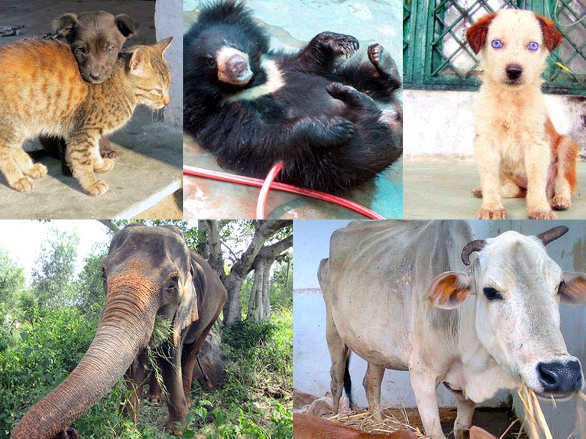 Help Animals India