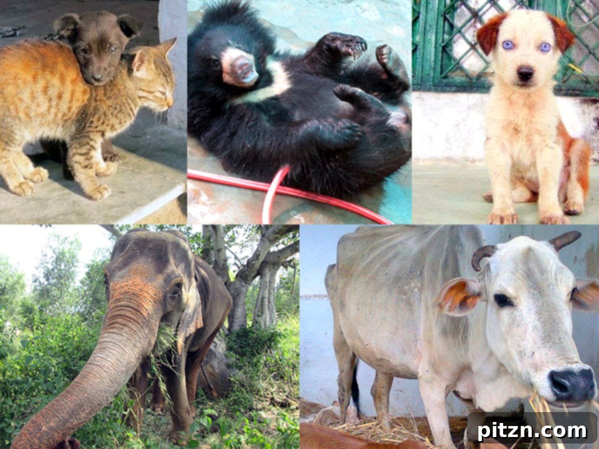 The Vegan's Guide to Gifts & Giving Back 5 Supporting Animal Welfare in India