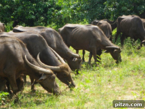 The Vegan's Guide to Gifts & Giving Back 6 Supporting Animal Welfare Initiatives Globally
