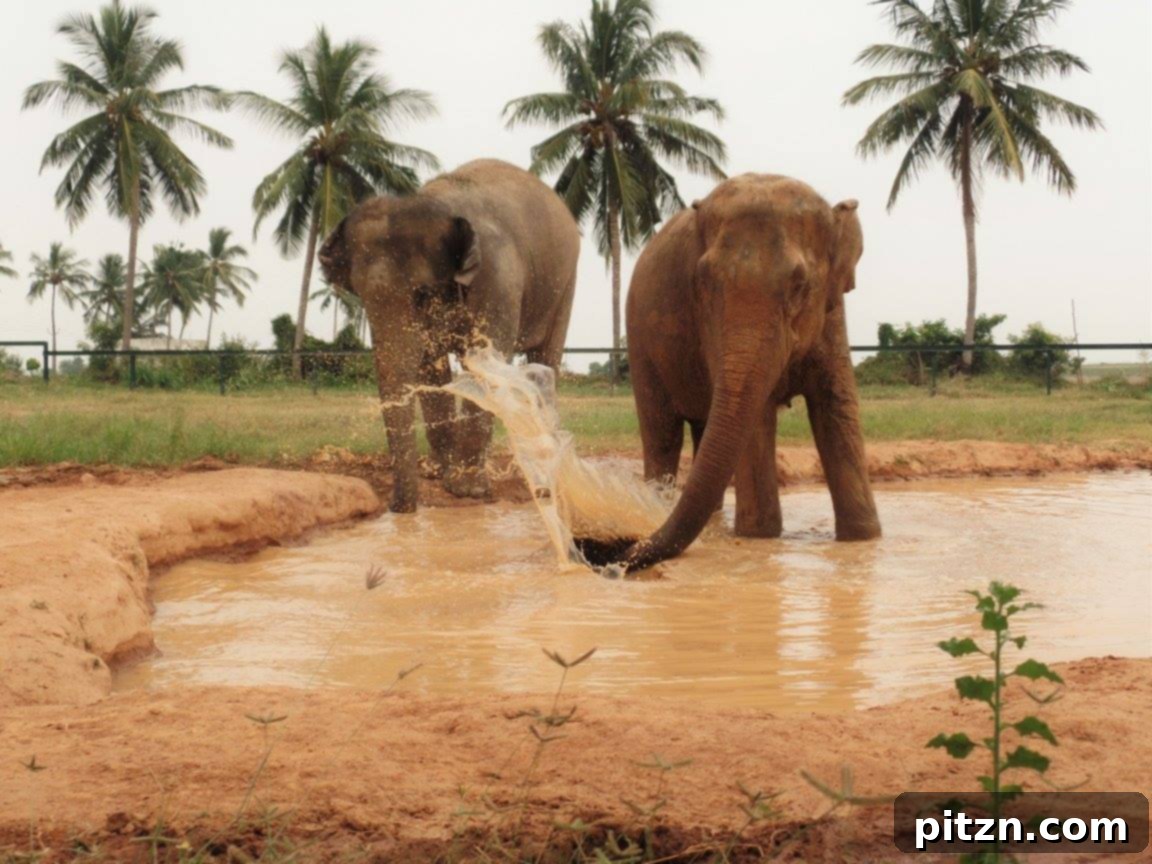 WRRC Elephants, rescued and rehabilitated, living a life of freedom in a sanctuary.