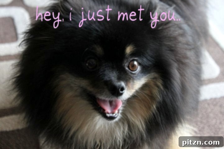 Smoky Chipotle Mac and Cheese with Velvety Cauliflower Sauce Nut-Free 10 An adorable fluffy dog named Chewie, an adopted pet.