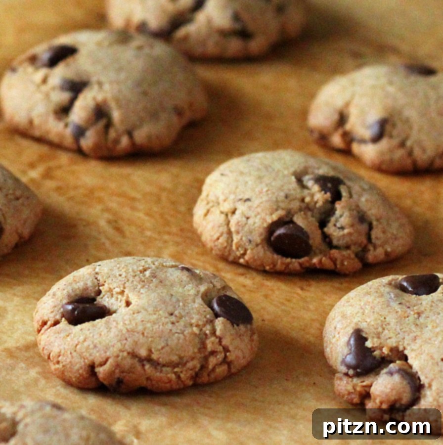 A batch of baked whole wheat chocolate chip cookies cooling on a baking sheet, showcasing their wholesome texture.