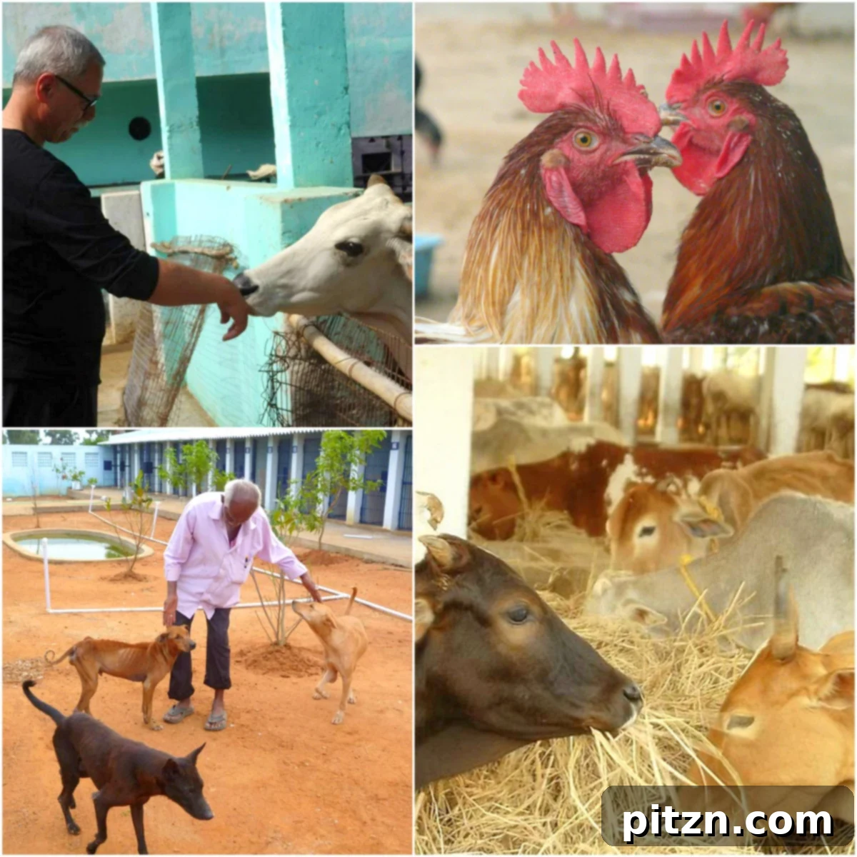 VSPCA Kindness Farm - A Sanctuary for Rescued Animals