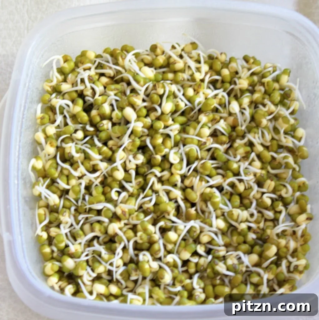 Spiced Sauteed Mung Bean Sprouts: Vegan Gluten-Free Breakfast 4 Bowl of freshly sprouted mung beans, ready for preparation.